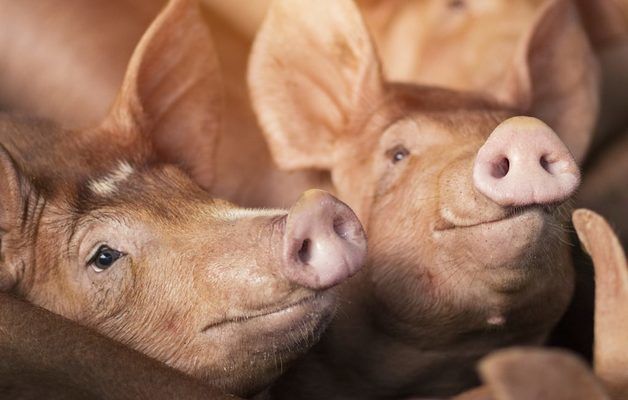 У KSG Agro збільшили середньодобовий приріст свиней 