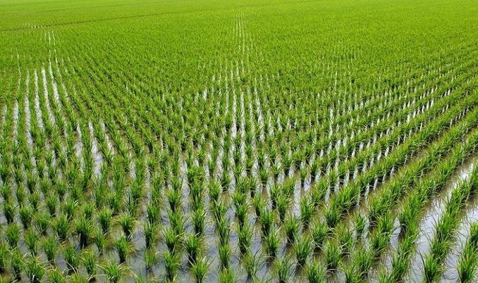 Українським виробникам представили новий гербіцид для рису