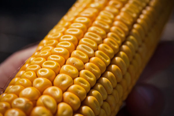 Экспорт кукурузы из Украины вырос на 11%