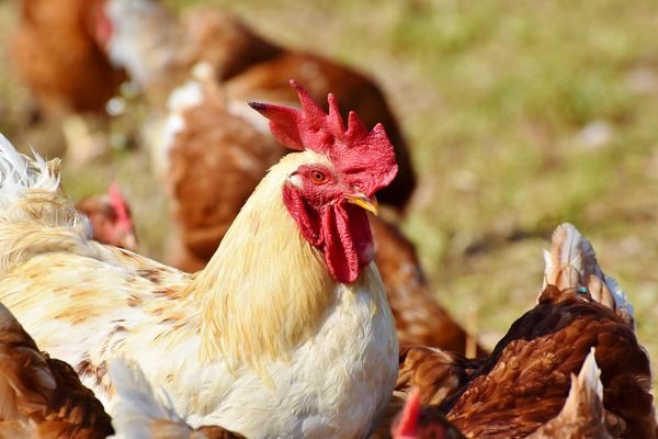 Україна експортувала м'яса та субпродуктів птиці на понад $400 млн