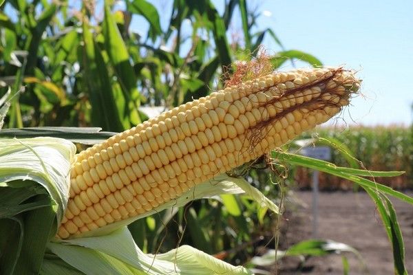 Китай імпортував найбільше української кукурудзи за останні 8 місяців 