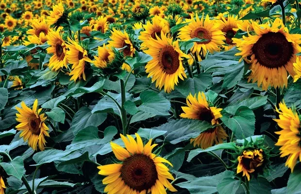 Дослідити насіння соняшника за 5 хвилин - в Одесі відкрилась перша незалежна лабораторія 