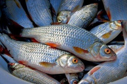 Украина увеличила объемы экспорта рыбы