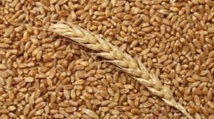 Єврокоміся внесла корективи до прогнозу збору зернових культур