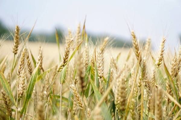 Cбор зерновых в разгаре: собрано почти 50 млн тонн урожая