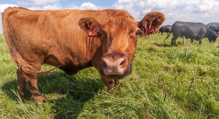 Поголів'я корів в Україні за 38 років скоротилося в 13 разів
