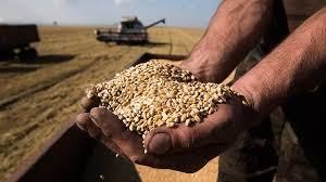 Міцна гривня зробила українську пшеницю неконкурентною на ринку Єгипту
