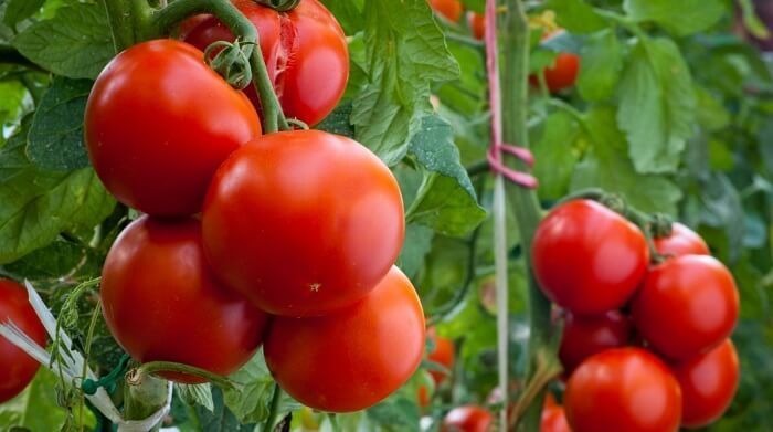 З початку року експорт українських томатів впав до рекордного рівня