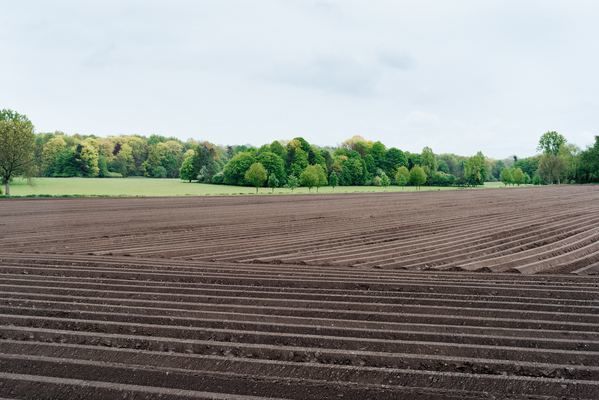 Народні обранці правлять проект закону про земельний ринок: на які зміни чекати