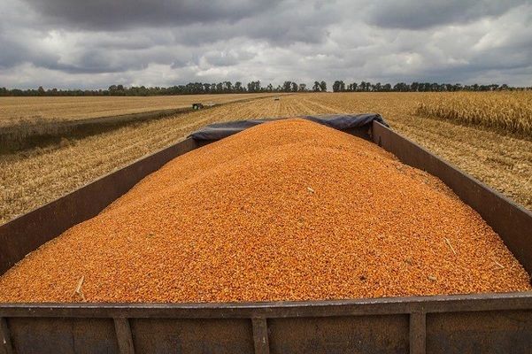 Украина за январь-апрель экспортировала 9 млн т кукурузы