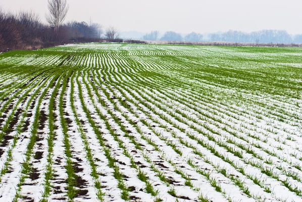 В Украине озимые посевы составили 5,6 млн га под урожай 2020 года