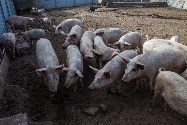 Поголовье свиней сократилось до 6,62 млн голов