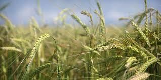 Українська пшениця буде дорожчати