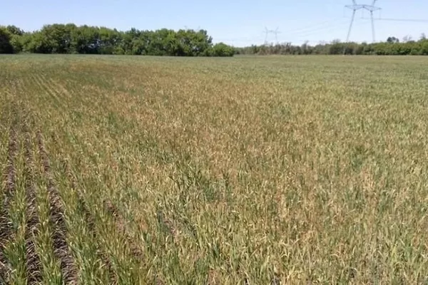 В Кировоградской области озимая пшеница повреждена заморозками