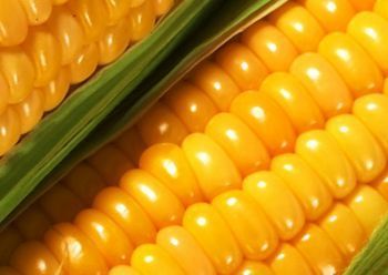 Израиль объявил тендер по закупке фуражной кукурузы