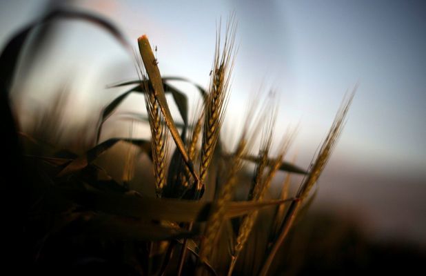 USDA надеются на прорыв в экспорте пшеницы во 2-й половине сезона