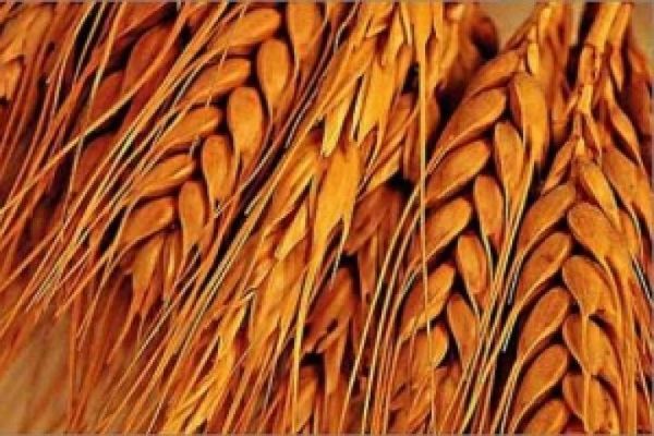 Бразильские мукомолы хорошо оценили российскую пшеницу и готовы закупать ее по "правильной" цене