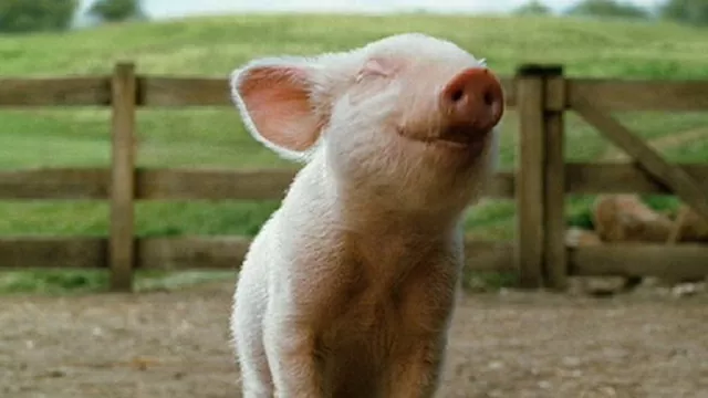 Аграрии в январе-августе продавали свиней в среднем по 38 788,1 грн/тонна