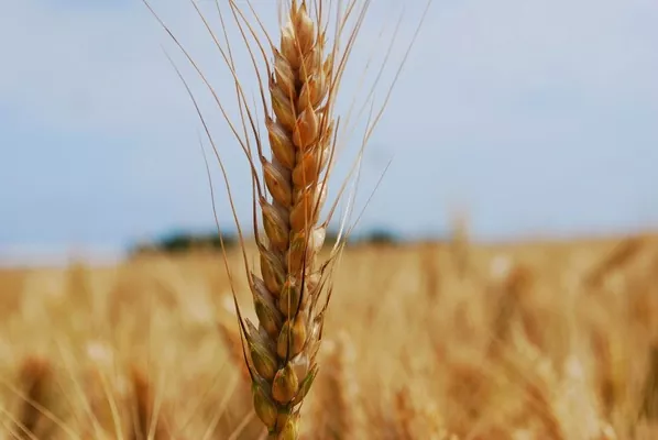Объемы экспорта украинской пшеницы на 11% меньше прошлогодних