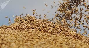 Тунис купил мягкой пшеницы больше, чем планировал