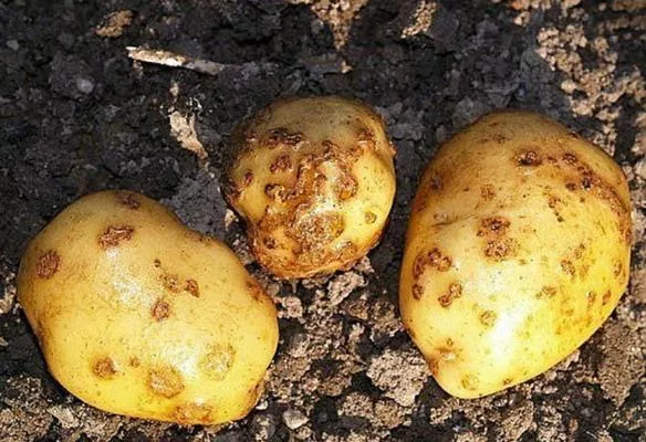 В Івано-Франківській області виявлено рак картоплі