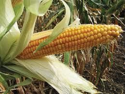 В Беларуссии собрали 1 млн тонн кукурузы