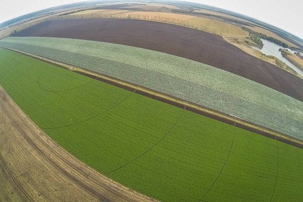 В Украине посеяли 7 млн га зерновых культур