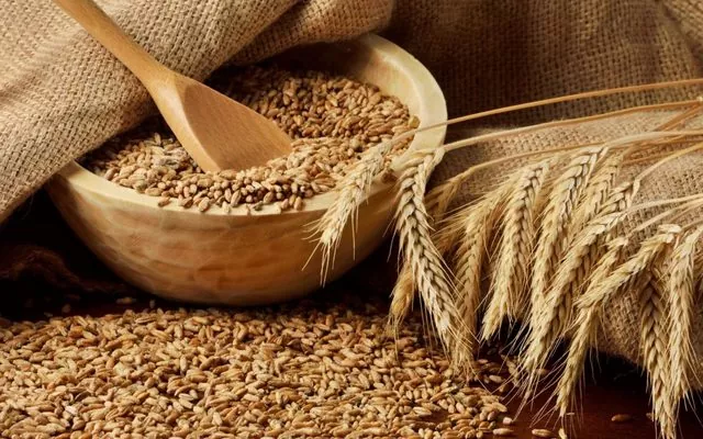 Англійські вчені вирішили проблему з природнім удобренням зернових