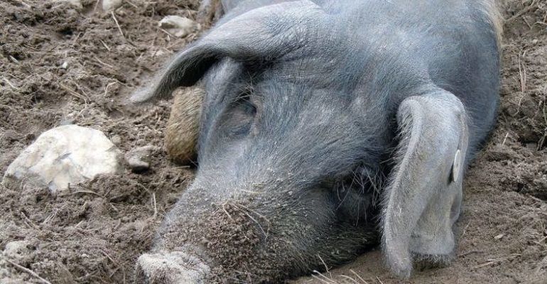 У Житомирській області виявлено АЧС