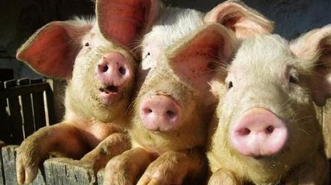 На ринку живця свиней ціни залишаються стабільні