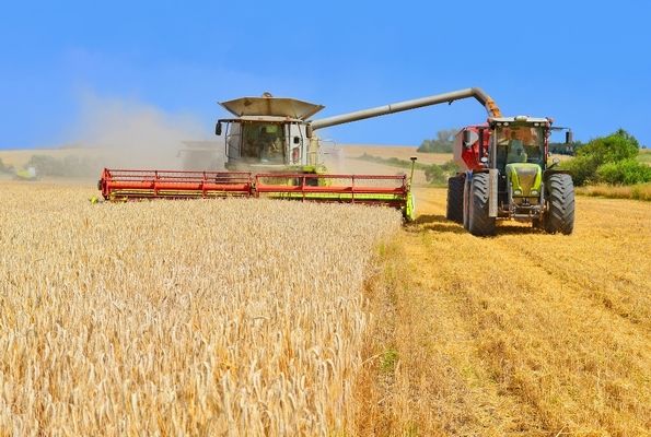 Валовий збір зернових на 4 млн тонн більше, ніж торік — Милованов