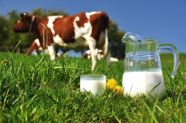 Підприємство «Кусто Агро» вкладає у розвиток молочного скотарства