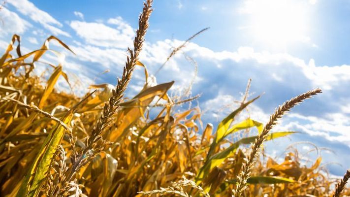 Найбільший дорід зернових зафіксовано у Черкаській області