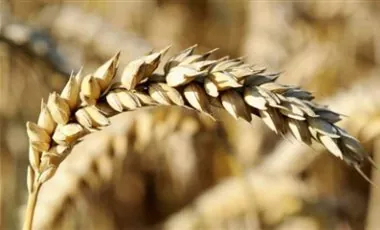 Самая прозрачная компания среди агрохолдингов