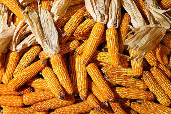 Украину могут лишить преференций для импорта в ЕС кукурузы