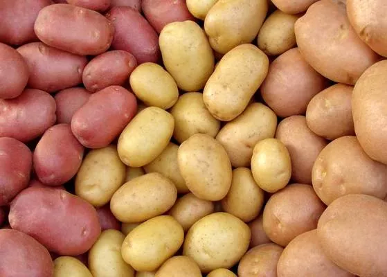 Урожай картофеля в 2019-м меньше, чем в прошлом году