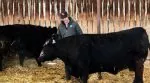 У Канаді корову продали за рекордну суму