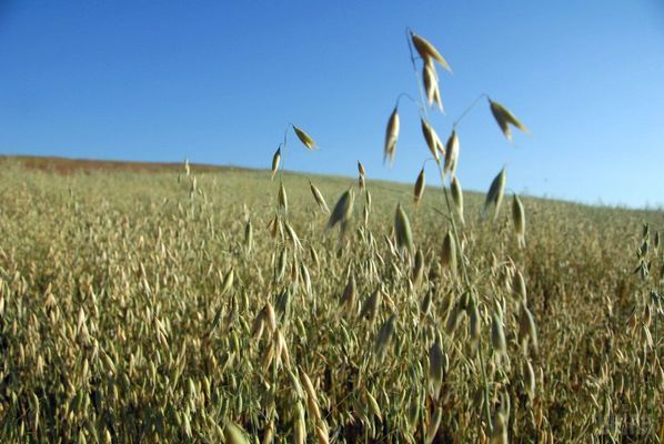 В Україні інвентаризували посіви з допомогою супутникової карти