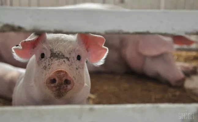 В Украине поголовье свиней сократилось на 8%
