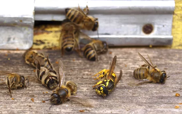 Бджолині війни: пасічники проти пестицидів