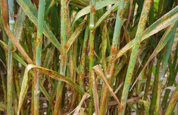Эксперты получили новую информацию о стеблевой ржавчине пшеницы
