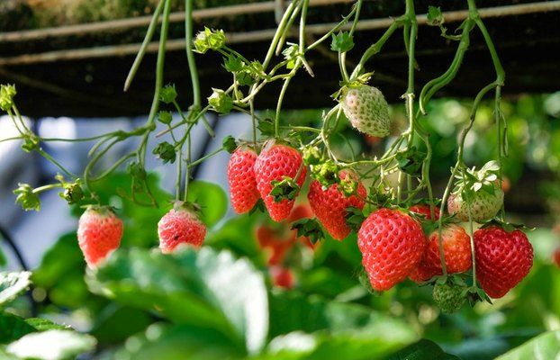 У Норвегії представили робота для збору суниці