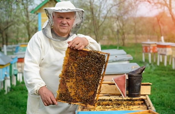 Пасічники з Херсонщини: жодного випадку отруєння бджіл за два роки