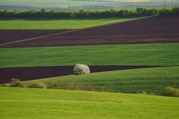 Більше половини українців не підтримують відкриття ринку землі
