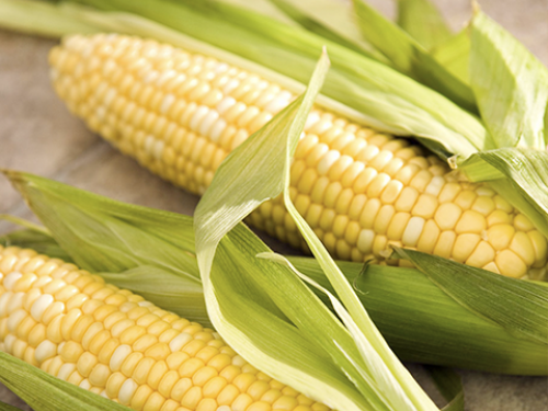 Урожай-2018: Аграрії зібрали понад 15 млн тонн кукурудзи