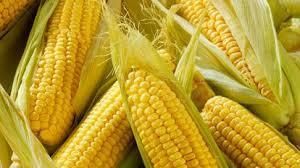Аграрии собрали почти 35 млн тонн кукурузы