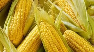 Аграрии собрали почти 35 млн тонн кукурузы