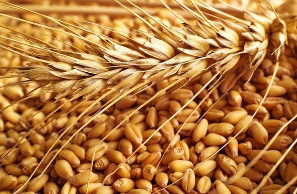 Рынок пшеницы пошел вверх: аналитики фиксируют рост цен на зерно
