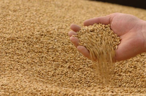 В Индии ожидают второй рекордный урожай пшеницы