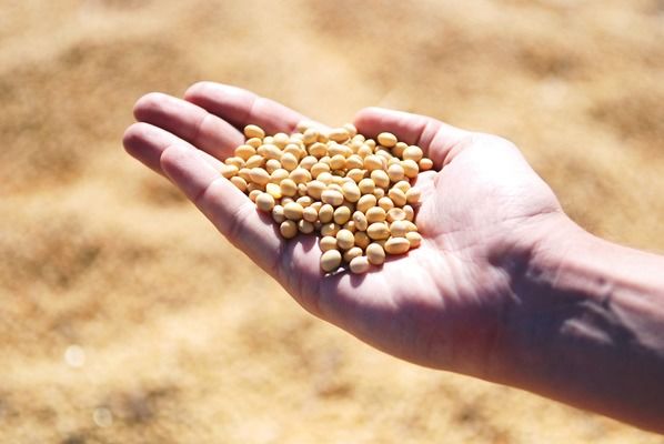 За умови суттєвих інвестицій Україна може виробляти значно більше зерна